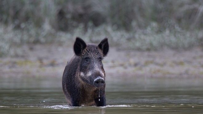 Nemški nudist po plaži lovil divjo svinjo, ki mu je odnesla prenosni računalnik (foto: Shutterstock)