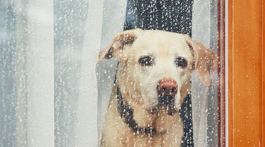 Srceparajoč video, kako ženska zapusti svojega psa sredi parkirišča (foto: Shutterstock)