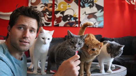 Ljubitelji mačk imajo zdaj čisto svojo aplikacijo za iskanje zmenkov