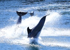 Čudovita igra delfinov, posneta zjutraj v okolici otoka Iž (video)