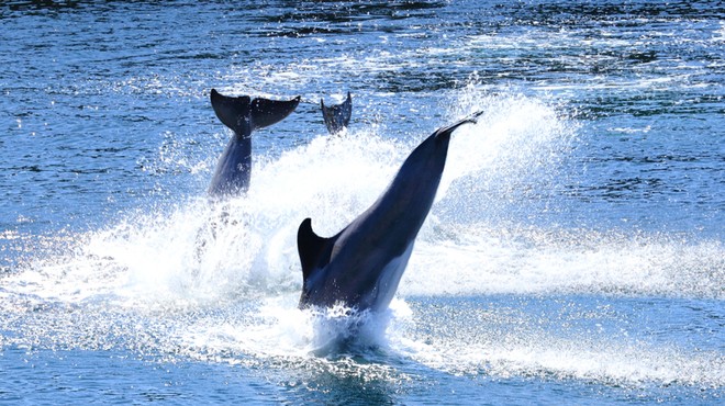 Čudovita igra delfinov, posneta zjutraj v okolici otoka Iž (video) (foto: Shutterstock)