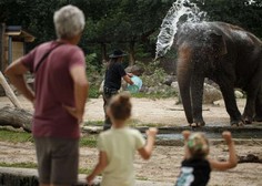 Ljubljanski živalski vrt ob svetovnem dnevu slonov vabi na delavnice o ogroženih velikanih