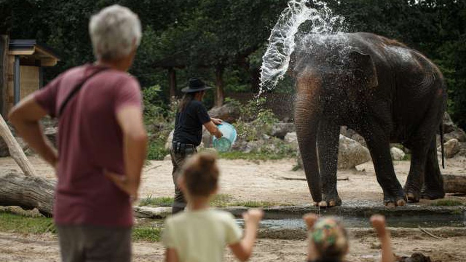
                            Ljubljanski živalski vrt ob svetovnem dnevu slonov vabi na delavnice o ogroženih velikanih (foto: Xinhua/STA)