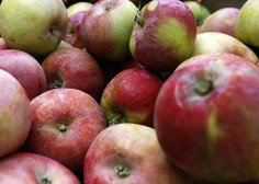 21 najpomembnejših evropskih pridelovalk jabolk bo letos pridelalo 10,7 milijona ton jabolk