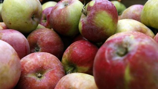 21 najpomembnejših evropskih pridelovalk jabolk bo letos pridelalo 10,7 milijona ton jabolk
