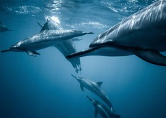 Ogrožena vrsta navadnega delfina pred leti obiskala Tržaški zaliv
