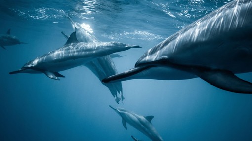 Ogrožena vrsta navadnega delfina pred leti obiskala Tržaški zaliv