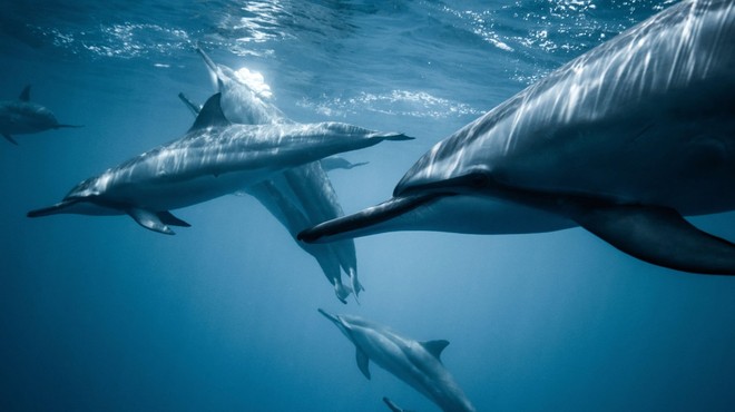 Ogrožena vrsta navadnega delfina pred leti obiskala Tržaški zaliv (foto: Profimedia)