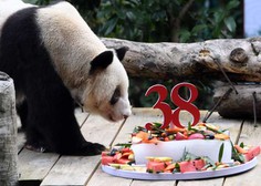 Najstarejši orjaški panda na svetu praznoval 38. rojstni dan