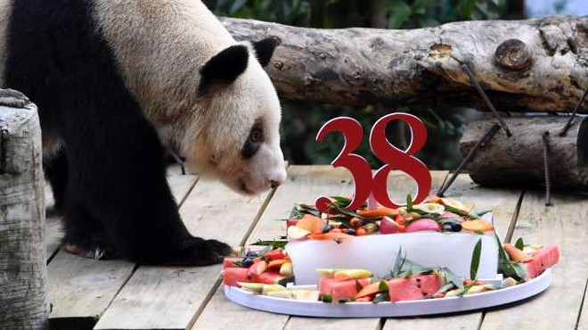 Najstarejši orjaški panda na svetu praznoval 38. rojstni dan (foto: Xinhua/STA)