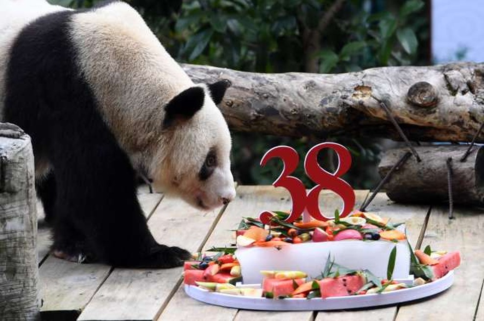 Najstarejši orjaški panda na svetu praznoval 38. rojstni dan (foto: Xinhua/STA)