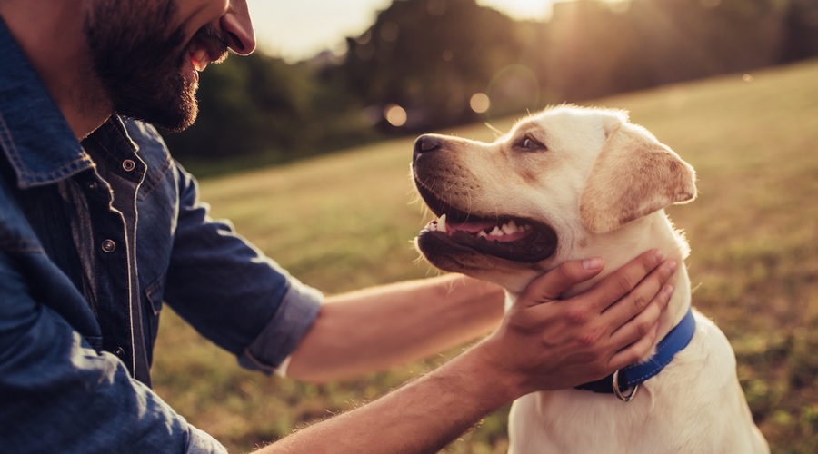 V Nemčiji odpravljajo verige in zapovedujejo sprehod psa vsaj dvakrat na dan (foto: Shutterstock)