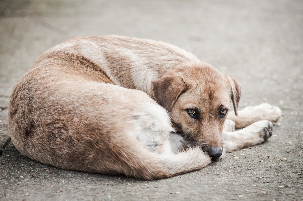 Na postaji podzemne slekel svojo majico in z njo oblekel psa, ki je premražen ležal na tleh (video) (foto: Shutterstock)