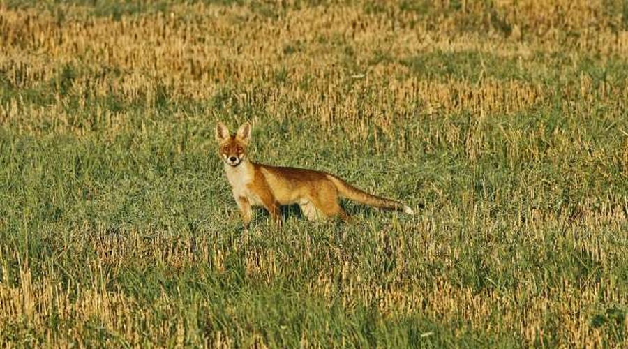 Med snemanjem videa v restavracijo zašla lisica s sumom na steklino (foto: Tanjug/STA)