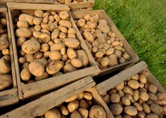 V EU raziskave za prilagajanje krompirja na ekstremne pogoje v okolju