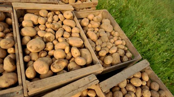V EU raziskave za prilagajanje krompirja na ekstremne pogoje v okolju (foto: Tamino Petelinšek/STA)