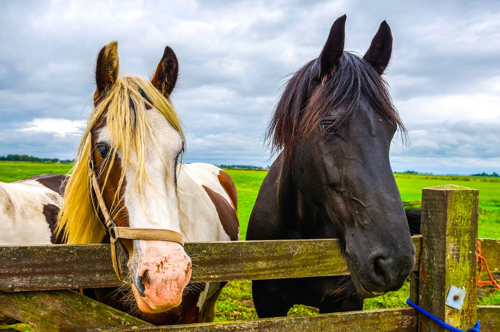 V Franciji prijeli moškega, ki naj bi bil odgovoren za več napadov na konje in njihovo pohabljanje (foto: Shutterstock)