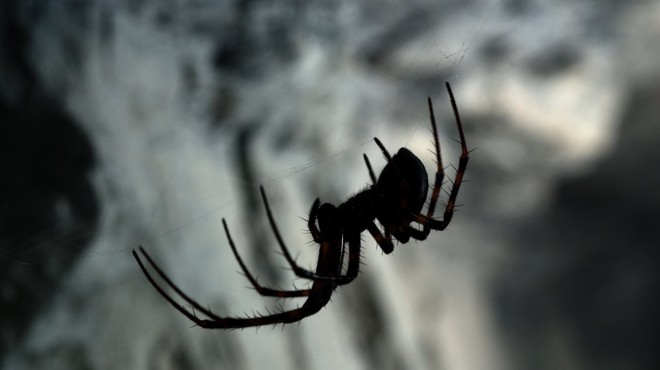 Znanstveniki poimenovali pajka po hrvaški legendi boksa Mateju Parlovu (foto: profimedia)
