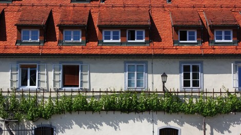 Letošnja trgatev Stare trte bo po pridelku povprečna