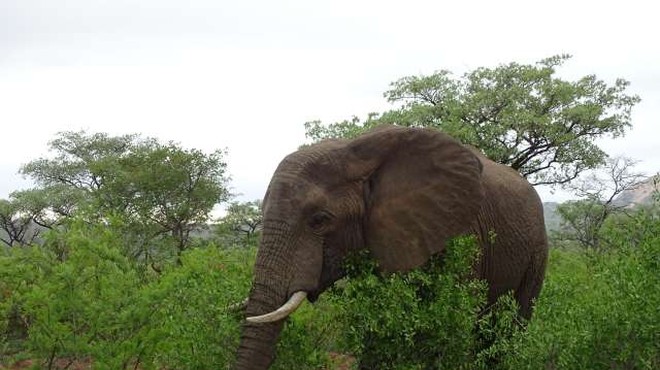 Rešena skrivnost nedavnega množičnega pogina slonov v Bocvani (foto: Mojca Zorko/STA)
