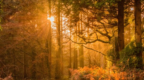 Pred nami je poseben dan: 22. septembra nastopi jesensko enakonočje
