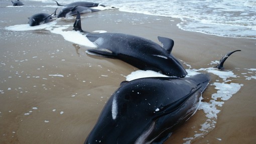 Vzdolž zahodne obale avstralskega otoka Tasmanija nasedlo več kot 200 kitov