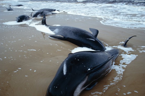 Vzdolž zahodne obale avstralskega otoka Tasmanija nasedlo več kot 200 kitov