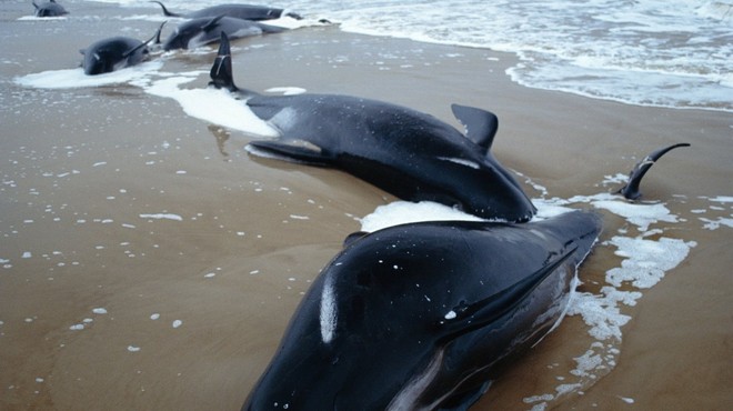 Vzdolž zahodne obale avstralskega otoka Tasmanija nasedlo več kot 200 kitov (foto: Profimedia)