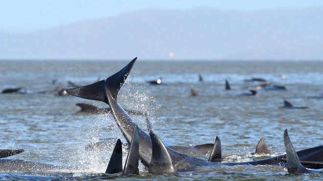 Na obali Tasmanije poginilo že 90 od skupno 270 kitov, ki so tam nasedli v ponedeljek (foto: Profimedia)