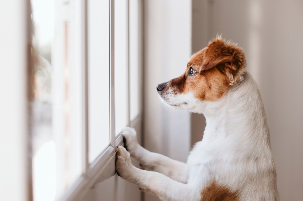Porast okužb s kužnim kašljem pri psih po vsej Sloveniji (foto: Shutterstock)