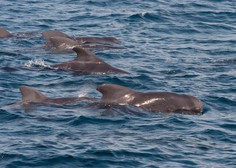 Na obali Tasmanije poginilo 380 nasedlih kitov, 50 so jih uspeli rešiti