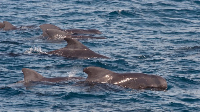 Na obali Tasmanije poginilo 380 nasedlih kitov, 50 so jih uspeli rešiti (foto: Profimedia)