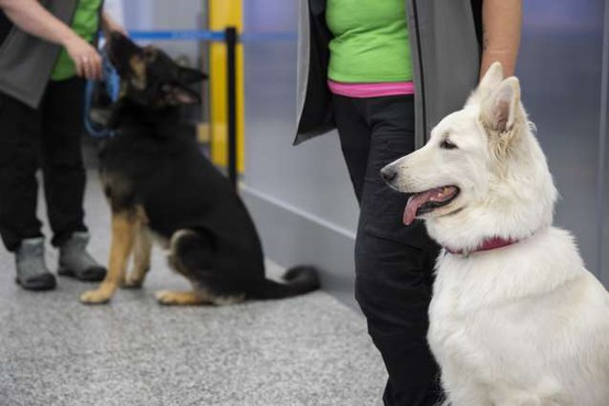 Na letališču v Helsinkih okužene s koronavirusom odkrivajo s psi