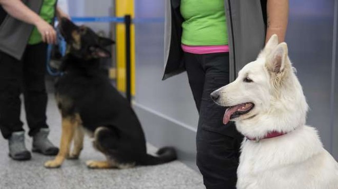 Na letališču v Helsinkih okužene s koronavirusom odkrivajo s psi (foto: Xinhua/STA)
