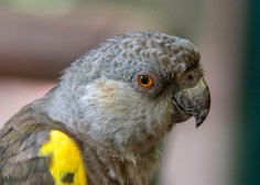 Iz angleškega živalskega vrta zaradi preklinjanja umaknili papige