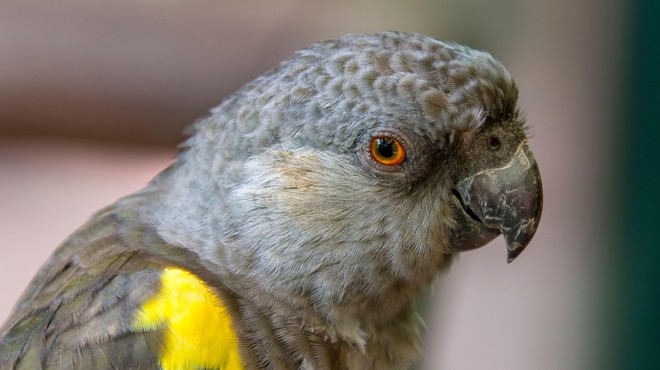 Iz angleškega živalskega vrta zaradi preklinjanja umaknili papige (foto: Profimedia)