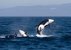 Skrivnost podivjanih kitov ubijalcev: zakaj agresivno napadajo jadrnice ob španski in portugalski obali?