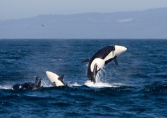 Skrivnost podivjanih kitov ubijalcev: zakaj agresivno napadajo jadrnice ob španski in portugalski obali?
