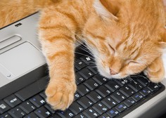 Kaj vam hoče povedati vaša mačka, ko vam sredi dela sede na laptop?