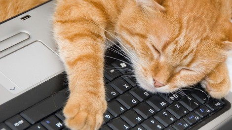 Kaj vam hoče povedati vaša mačka, ko vam sredi dela sede na laptop?