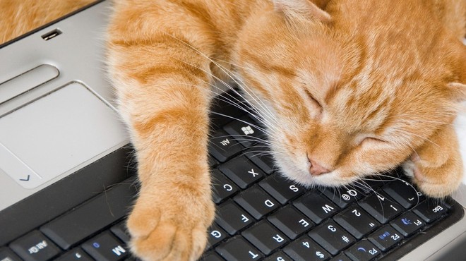 Kaj vam hoče povedati vaša mačka, ko vam sredi dela sede na laptop? (foto: profimedia)