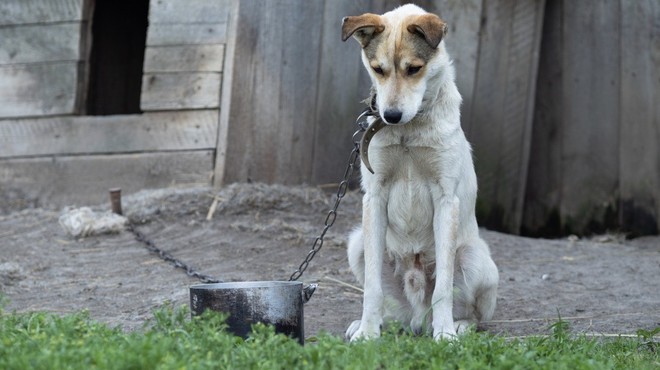 Grški parlament sprejel zakon, po katerem lahko zaradi mučenja živali pozameznika doleti 10-letna zaporna kazen (foto: Shutterstock)