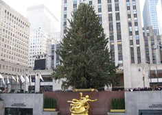 Z božičnega drevesa newyorškega centra Rockefeller rešili majhno sovo