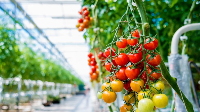 V Prekmurju že cvetijo paradižniki, ki jih bodo pod blagovno znamko Lušt prvič pridelovali tudi pozimi (foto: Shutterstock)