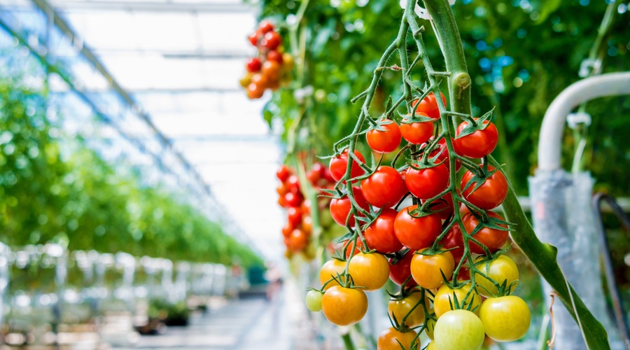 V Prekmurju že cvetijo paradižniki, ki jih bodo pod blagovno znamko Lušt prvič pridelovali tudi pozimi (foto: Shutterstock)