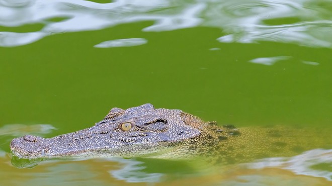 Nenavadno odkritje: na otoku Vis so našli krokodila (foto: profimedia)