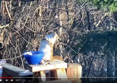 'Pijana veverička', ki je pojedla preveč fermentiranih hrušk, postala viralni HIT!