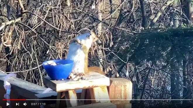 'Pijana veverička', ki je pojedla preveč fermentiranih hrušk, postala viralni HIT! (foto: Youtube)
