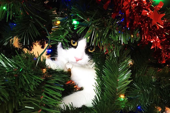 Sezonska spletna obsesija je spet tu - mačke proti božičnim drevescem