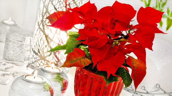 Kako pravilno negovati božično zvezdo (nasveti vzrediteljev) (foto: Shutterstock)